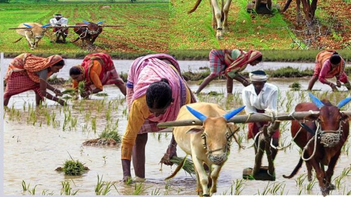 maharashtra-ke-kisan